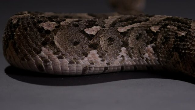 Snake scales of a Puff adder moving along on the ground - close up from behind