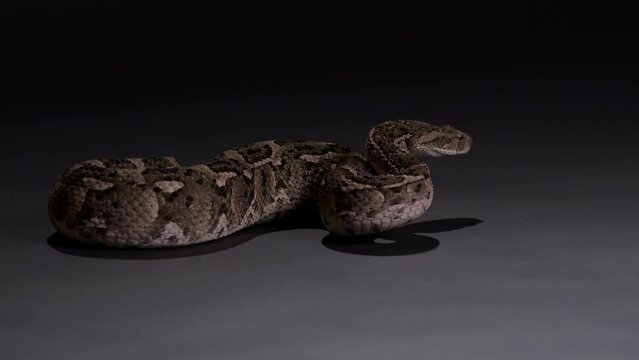 Puff Adder Snake becoming defensive - wide shot isolated on grey background