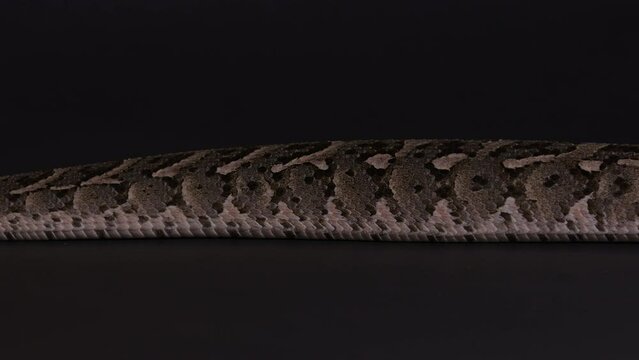 Puff adder snake moving across frame - close up on snake scales