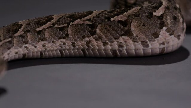 Puff Adder snake - close up on scales of stomach as snake moves along floor