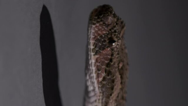 Puff adder snake - close up on head -Vertical video