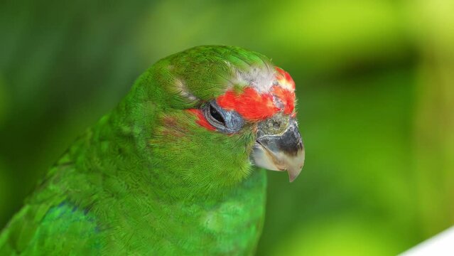An immature male pileated parrot, Pionopsitta pileata, chirps amidst the dense forest canopy, close up shot of the bird against bokeh green background.
