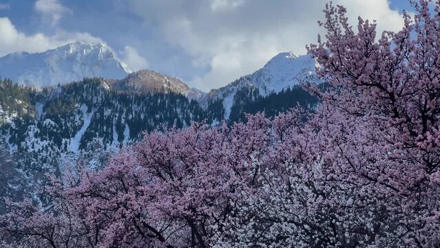Blossom trees in Hunza Nagar with Himalayas in background. Profile view.