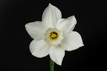 White narcissus flower on a black  background.