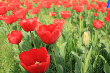 Obraz premium Red tulips in the garden.