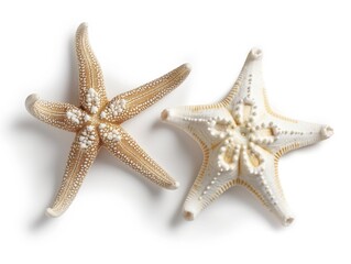 Fototapeta na wymiar A pair of starfish isolated on a white backdrop, symbolizing marine life and coastal themes.