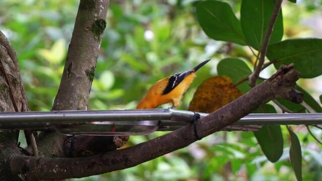 Orange oriole, icterus auratus with striking plumage, perched on the edge of bowl feeder, eating food while staying alert by the surrounding environment.