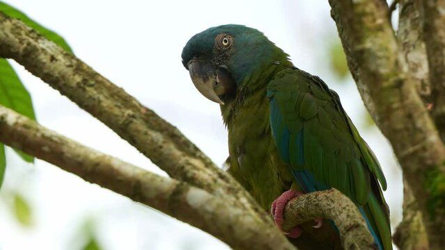 Wild blue-headed macaw, primolius couloni perched and resting on the branch, dozing off on the tree during the day, with its eyes slowly closing, suddenly alerted by the surroundings, close up shot.