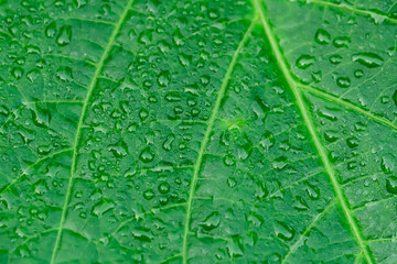 Struktura tło z zielonego liścia w zbliżeniu makro, kropelki rosy - obrazy, fototapety, plakaty