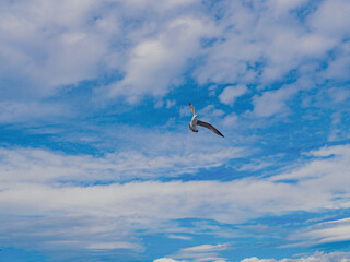 Seagull flying above  sea - 762121533