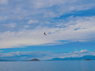 Seagull flying above  sea