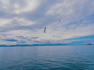 Seagull's  flying above sea - 762121724