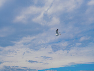 Seagull's  flying above sea - 762121726