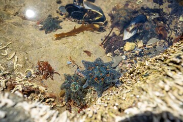 starfish in a rock pool at the beach growing on rocks while waves break over them and bull kelp growing on rocks in the ocean in australia. Waves moving seaweed over rock and flowing with the tide