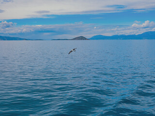 Seagull flying above  sea - 762121904