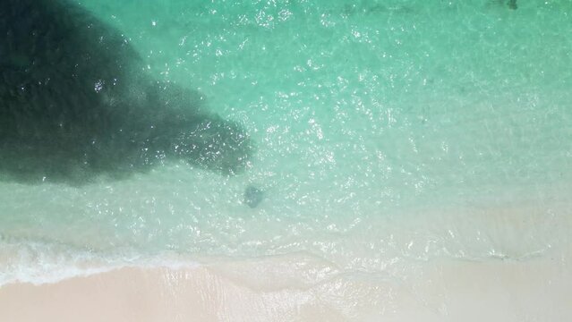 Fish bait ball coralled by Stingray in shallow clear tropical water in Fulidhoo island Maldives, aerial top down