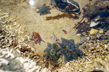 starfish in a rock pool at the beach growing on rocks while waves break over them and bull kelp growing on rocks in the ocean in australia. Waves moving seaweed over rock and flowing with the tide