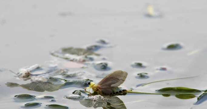 A long-tailed mayfly resting on leaf on river Tisza next to its exoskeleton