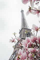 Eiffel tower. Blooming magnolia tree