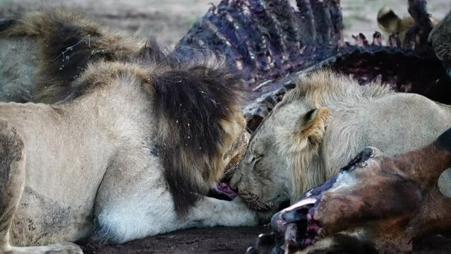 Medium close-up of three male African lions feasting on a giraffe kill in the last light of day, Greater Kruger.