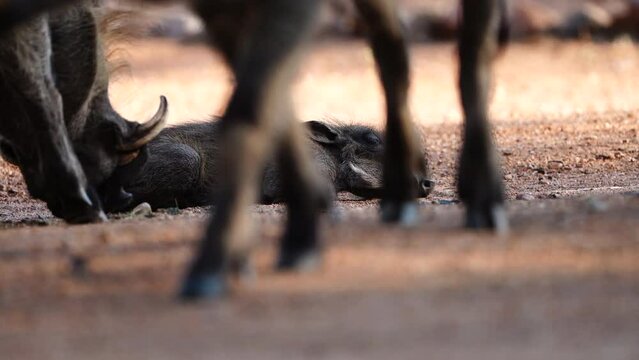 Medium shot of a little cute warthog piglet sleeping in the sand while the sows are walking around and feeding, Greater Kruger.