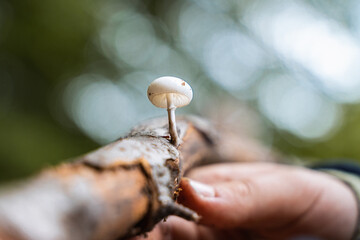 small mushroom growing from wooden stick 