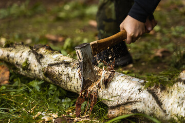 man cutting a log of birch wood with axe