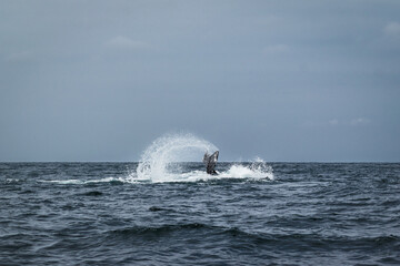 picture of whale tail in pacific ocean 