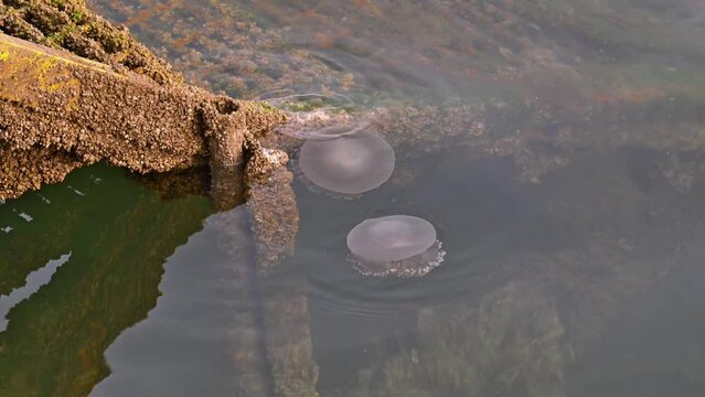 Jellyfish moving slowly on the surface of the sea near the coast of Dubai, United Arab Emirates