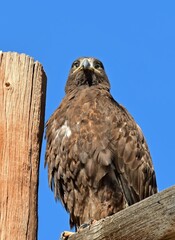 closeup of a beautiful golden eagle perched next to a utility pole on a sunny day in  rocky mountain arsenal national wildlife refuge in commerce city, near denver, colorado