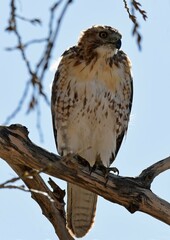  closeup of a beautiful red-tailed hawk  in a cottonwood tree in  rocky mountain arsenal national wildlife refuge in commerce city, near denver, colorado