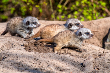 Fototapeta premium Three juvenile meerkats on a rock