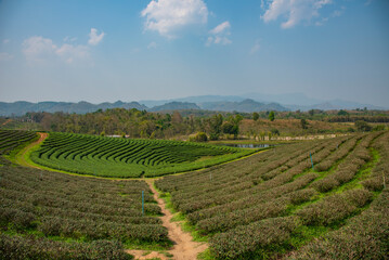 The beautiful of green tea plantation