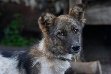 A small spotted dog. Close-up photo of a purebred dog