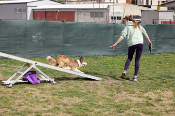 Dog with handler running acros seesaw in agility competition
