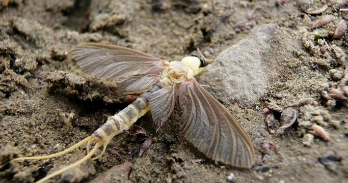 Extreme macro video of long-tailed mayfly on sandy ground