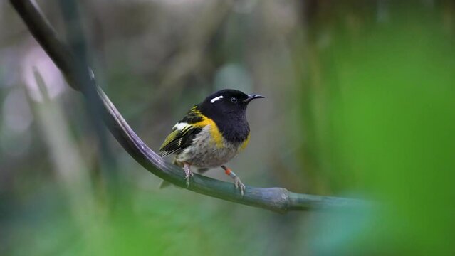 A Hihi bird on a branch in New Zealand