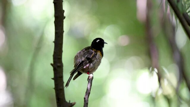 A Hihi bird in New Zealand pruning its feathers