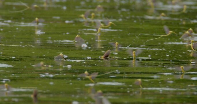 Swarm of long-tailed mayflies on surface of river Tisza in Serbia