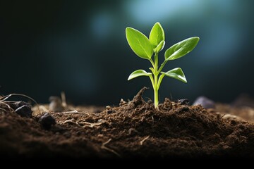 Thriving Ground plant grow. Tree seedling. Generate Ai