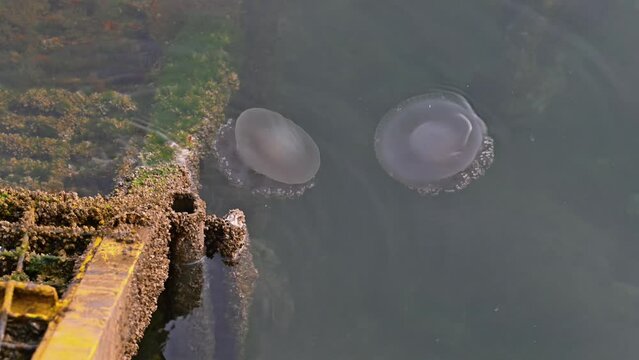 Jellyfish moving slowly on the surface of the sea near the coast of Dubai, United Arab Emirates