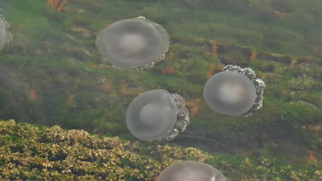 Jellyfish moving slowly on the surface of the sea near the coast of Dubai, United Arab Emirates