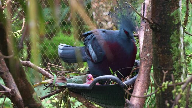 Male jambu fruit dove, ptilinopus jambu roosting in the nest of a Victoria crowned pigeon, Victoria crowned pigeon raising its wing attempting to dispel the little home intruder, close up shot.