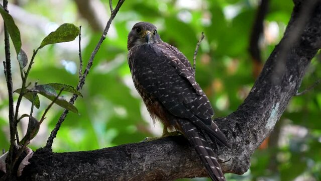 Close up of a New Zealand falcon kārearea on a branch in a forest