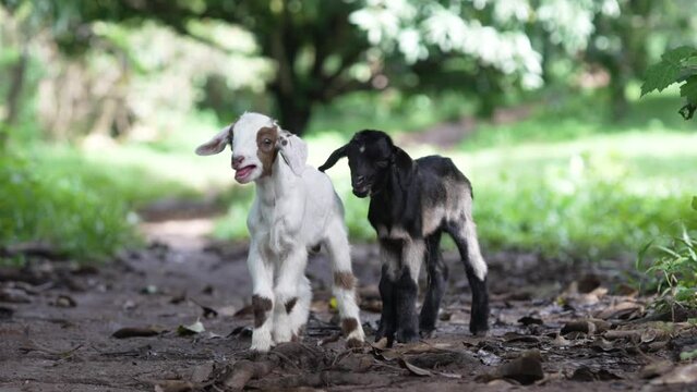 Young Goats, Cute Baby Goats Capra Hircus,Black and White Kid Goat Bucklings Doelings, Racism Color Animals, Ebony and Ivory
