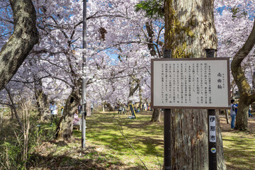 長野 高遠城址公園 南曲輪の春景色