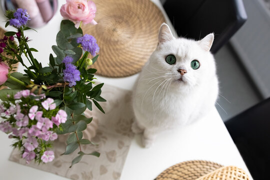 A white British cat jumped onto the dining table. The cat looks up. Photo