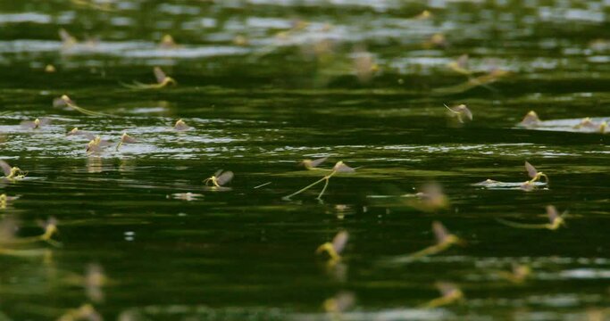 Amazing close up footage of long-tailed mayflies during annual mating