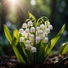 Foto auf Glas Maiglöckchen im Sonnenlicht – Frühlingserwachen in der Natur, (Convallaria majalis) © KraPhoto