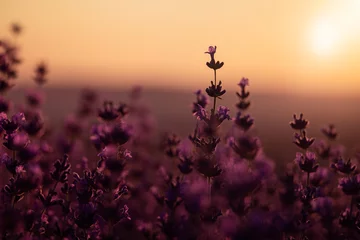  Lavender flower background. Violet lavender field sanset close up. Lavender flowers in pastel colors at blur background. Nature background with lavender in the field. © svetograph